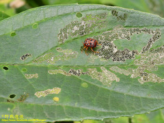 Agomadaranus pardaloides