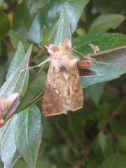 Chrysodeixis chalcites