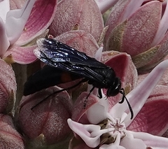 Stizoides renicinctus