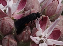 Stizoides renicinctus