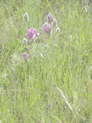 Oxytropis besseyi