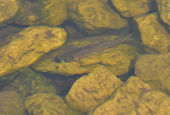 Leuciscinae