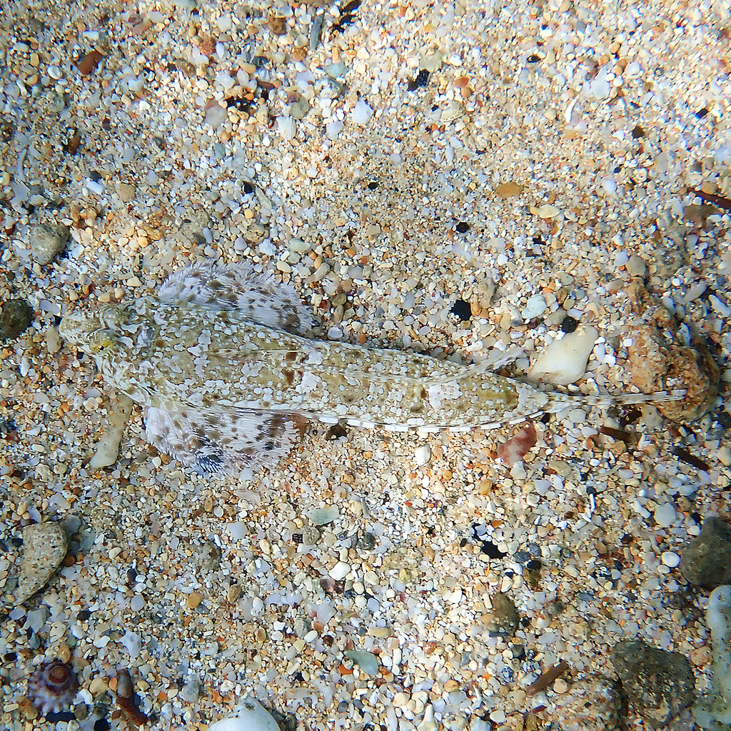 Goram Dragonet