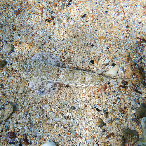 Goram dragonet (Diplogrammus goramensis) — Callionymidae — 5