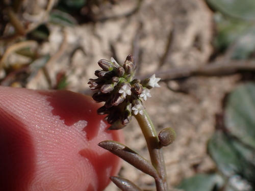 Image of Thesium frisea by (c) Eugene Hahndiek, some rights reserved (CC BY-SA)