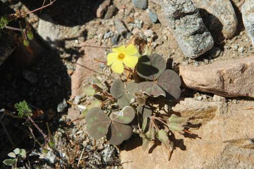 Oxalis brevis (Oxalis brevis)