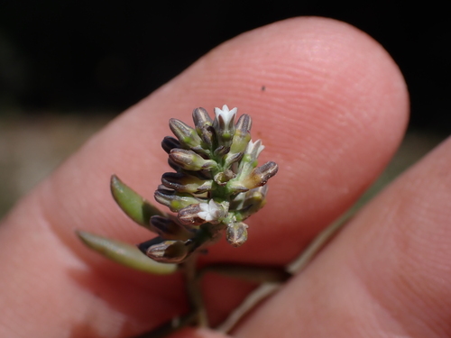 Image of Thesium frisea by (c) Eugene Hahndiek, some rights reserved (CC BY-SA)