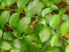 Polistes rothneyi