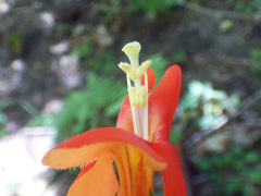 Erythranthe cinnabarina