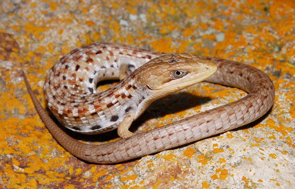 Wiegmann's alligator lizard (Gerrhonotus liocephalus) · iNaturalist