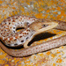Gerrhonotus liocephalus - Photo (c) Alejandro Calzada, μερικά δικαιώματα διατηρούνται (CC BY-NC), uploaded by Alejandro Calzada