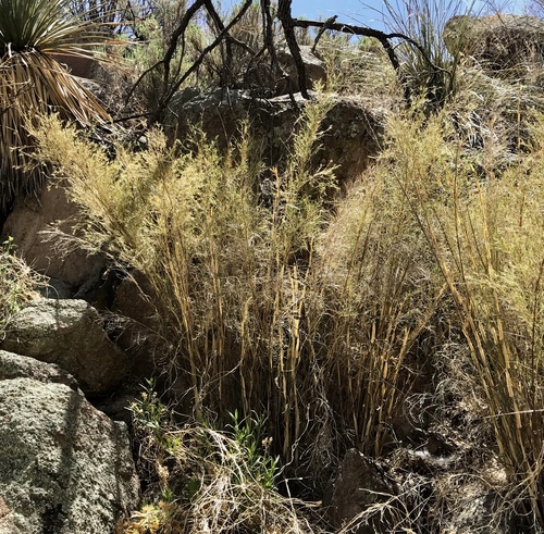 Image of Muhlenbergia dumosa by (c) Sue Carnahan, some rights reserved (CC BY)