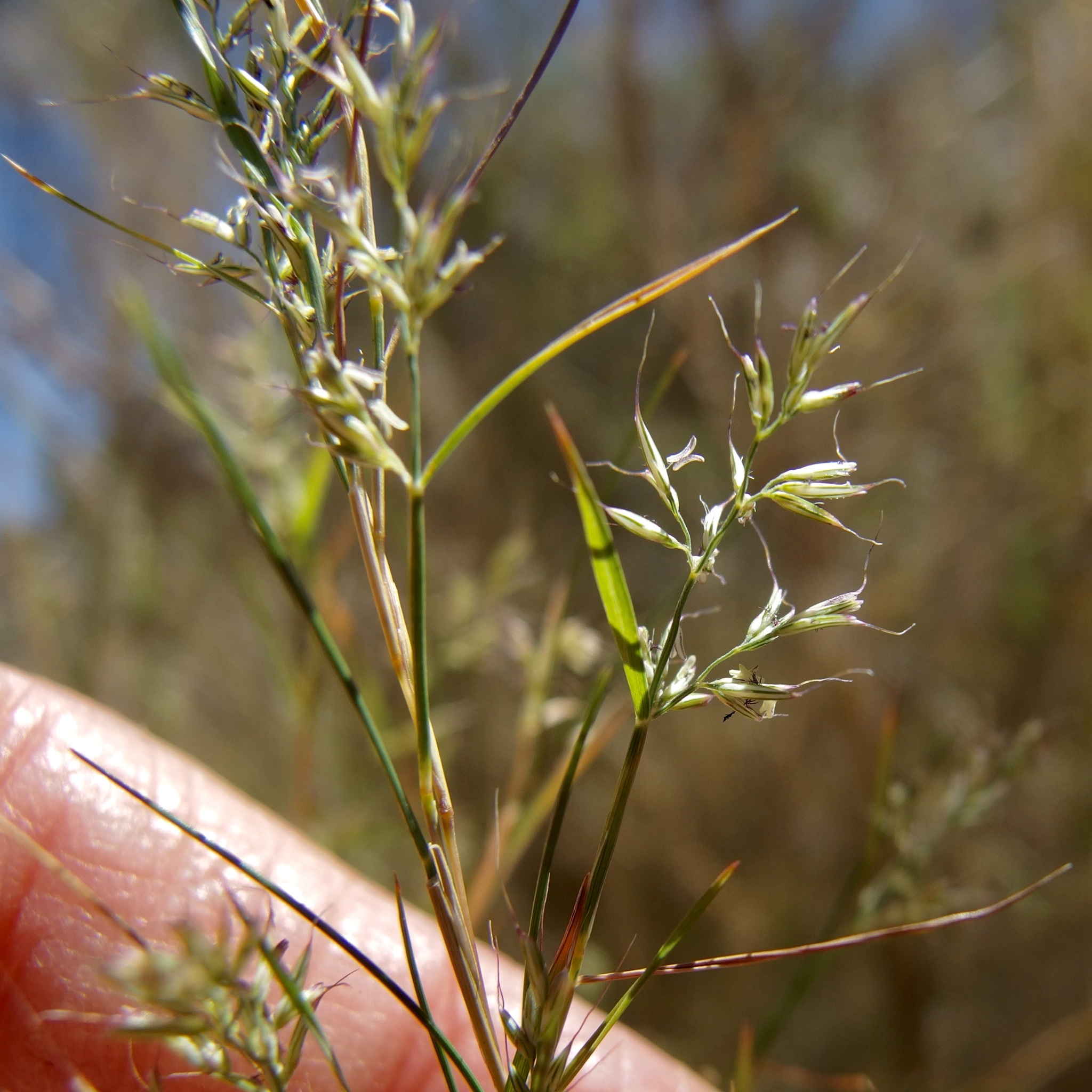Muhlenbergia dumosa