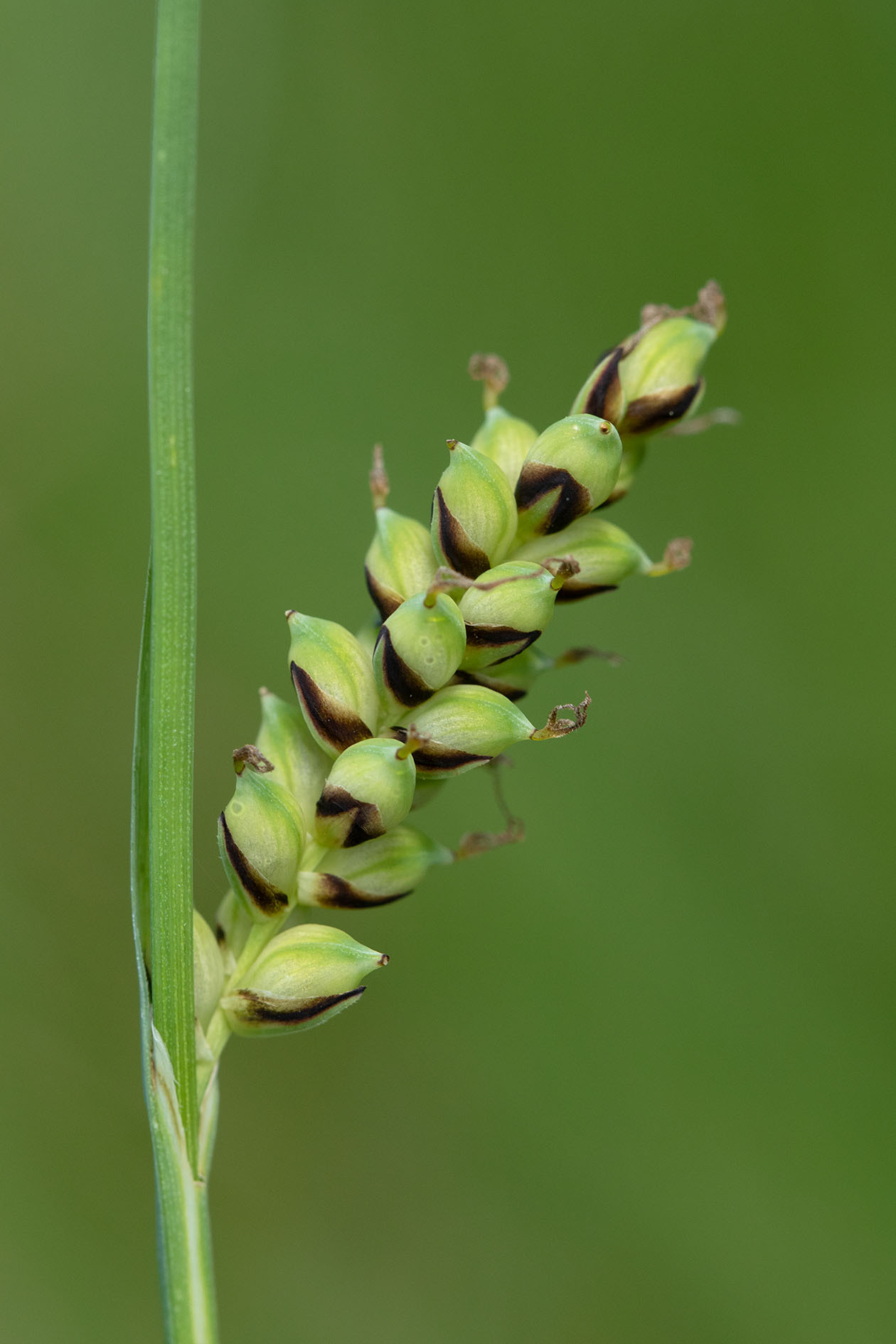 Carex panicea