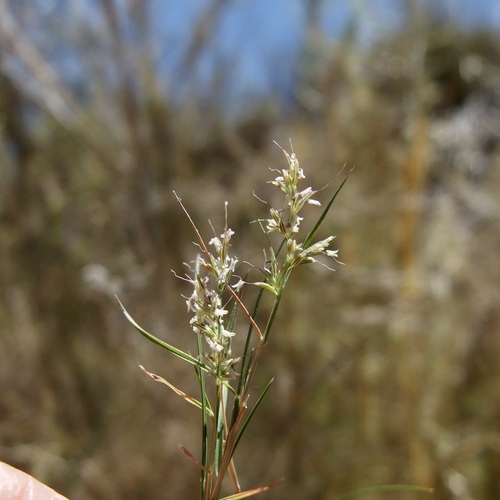 Image of Muhlenbergia dumosa by (c) Sue Carnahan, some rights reserved (CC BY)