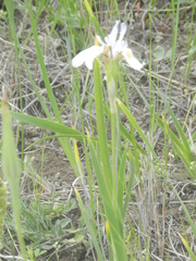 Iris missouriensis