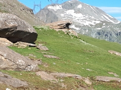 Marmota marmota