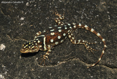 Sceloporus macdougalli