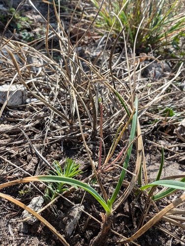 Sesleria sadleriana, 2024-10-20