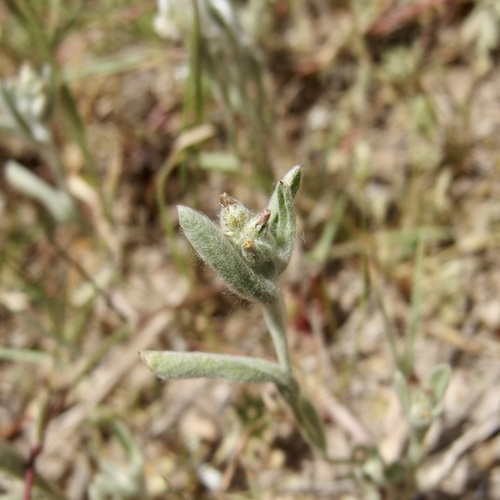 Desert Cudweed (Gamochaeta stagnalis)