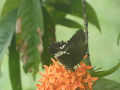Papilio polytes