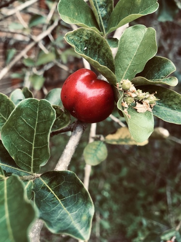 Malpighia emarginata