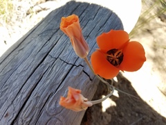 Calochortus kennedyi kennedyi