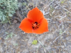 Calochortus kennedyi kennedyi