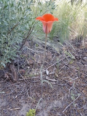 Calochortus kennedyi kennedyi