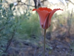 Calochortus kennedyi kennedyi