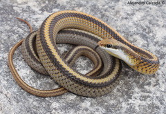 Salvadora intermedia