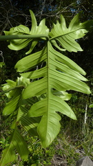 Philodendron pedatum