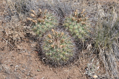 Pediocactus nigrispinus