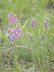 Oxytropis besseyi