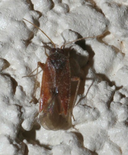 Parthenicus rufusculus