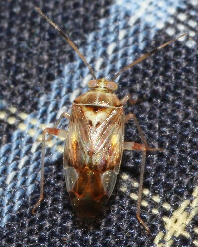 Knightomiris distinctus