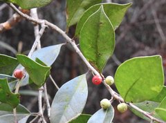 Ilex memecylifolia