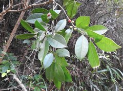 Ilex memecylifolia