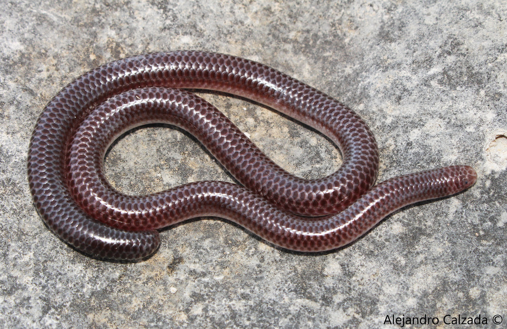 Giant Blind Snake