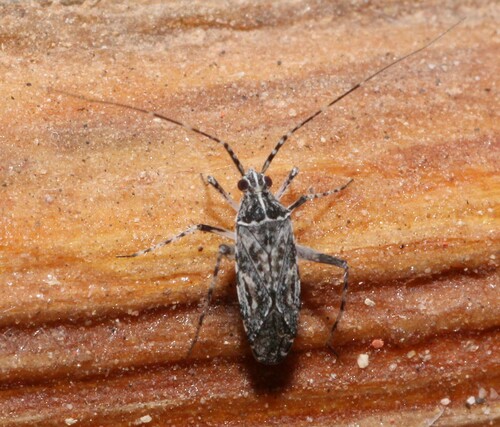Phytocoris pulchricollis