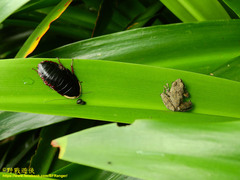 Buergeria choui
