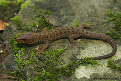 Lepidophyma pajapanensis