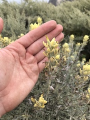 Castilleja hololeuca