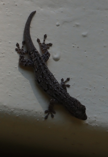 Angola Dwarf Gecko, Lygodactylus angolensis