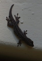 Angola Dwarf Gecko
