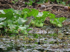 Hapalocrex flaviventer