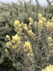 Castilleja hololeuca