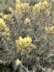 Castilleja hololeuca