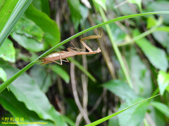 Mantodea