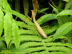 Mantodea